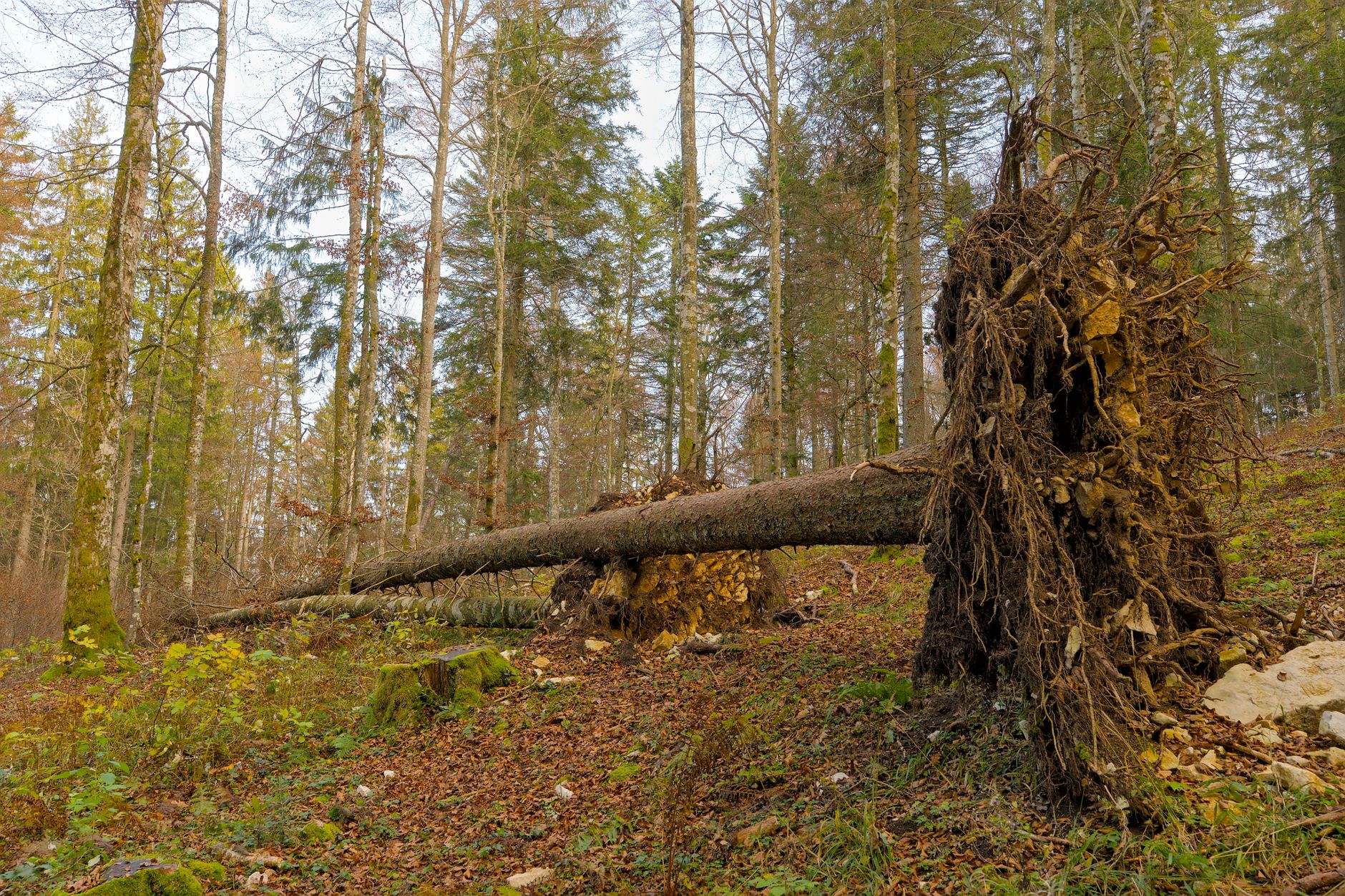 Enlèvement Arbre Urgence à Houilles